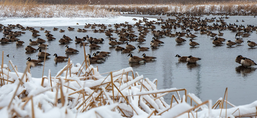 Bird Flu Avian Influenza H5 Identified in Illinois