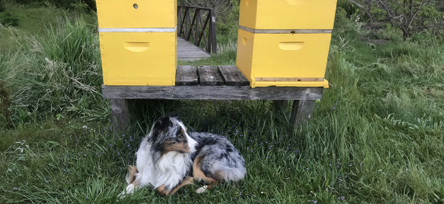 Meet the Bees & their Beekeepers